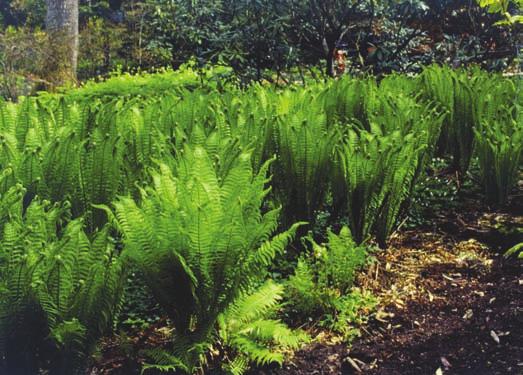 Några arter som bör undvikas invid gravstenar är de mest storvuxna, som örnbräken (Pteridium aquilinum), strutbräken (Matteuccia struthiopteris), majbräken (Athyrium filix-femina) och safsa (Osmunda