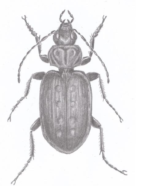 Examensarbete för naturvetenskaplig magisterexamen i Biologi Ekologisk Zoologi, 30 hp, Ht 2008