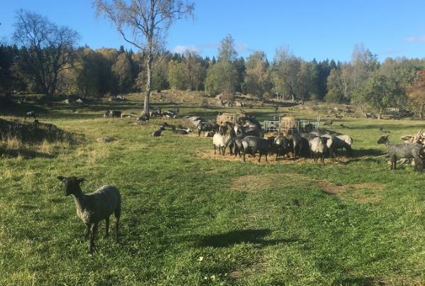 Fakulteten för veterinärmedicin och husdjursvetenskap Variation av kobolt, selen och koppar inom och mellan fårbesättningar i