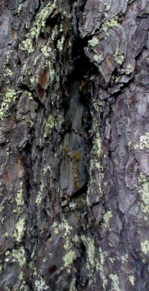 Kojor av olika slag blev överflödiga under andra hälften av 1900-talet då mekaniseringen samt utbyggnaden av skogsvägar möjliggjorde daglig pendling till och från arbetsplatsen i skogen (Forsberg