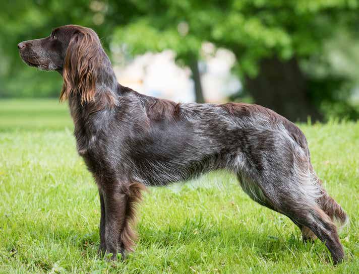 Välbalanserad tik Välbyggd tik. Flytande linjer, Något lång i länden men har rätt proportioner då kroppens längd inte överstiger mankhöjden med 5 cm.