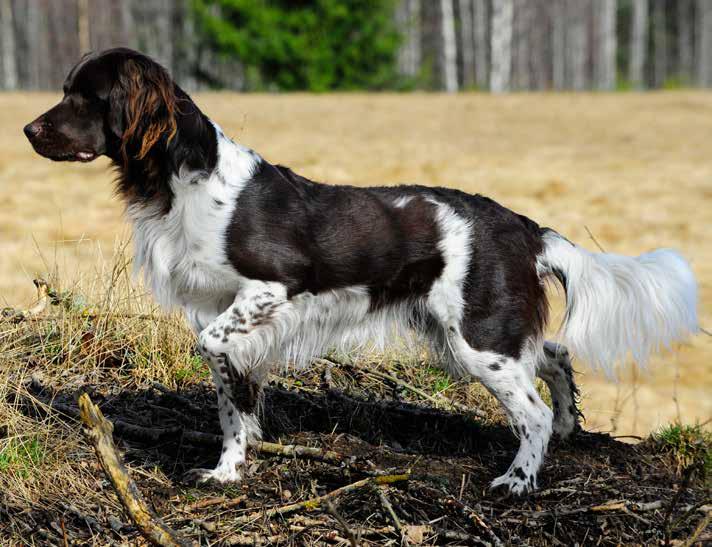 Vacker hanhund, utmärkt glansfull päls, med utmärkta behäng och byxor. Maskulin fin huvudprofil. Bakställ Helhet Bakstället skall vara rakt och parallellt bakifrån sett.