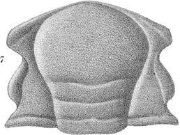 E1lebrn