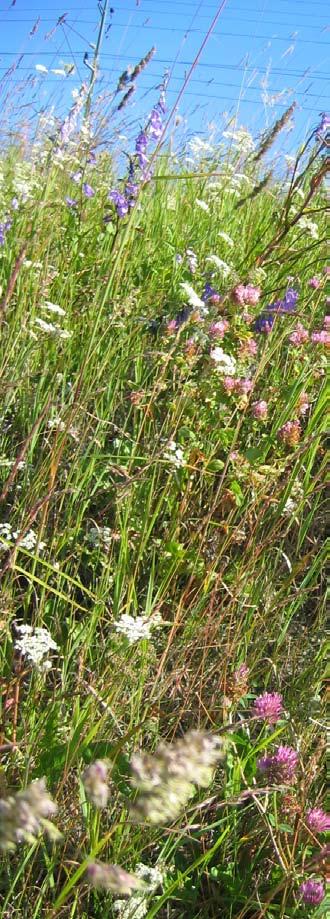 slutsats - kvalitetsanalys Naturvärdesinventering Vid inventeringen av strandområdena har en översiktlig indelning i vegetationstyper utförts. Därefter har områdenas naturvärden bedömts.