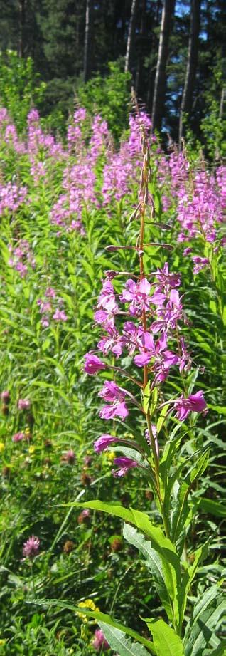 storsjölandskapet - natur kring strand MÖTESPLATS I Storsjöbygden råder rika växtförhållanden. Här möts man under sommaren av en aldrig sinande blomsterprakt på ängarna, i skogarna och i kärren.