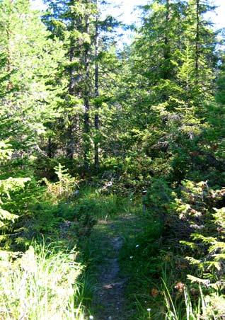 storsjölandskapet - natur kring strand SKOGARNA I STORSJÖBYGDEN I centrala Jämtland domineras skogsbestånden av gran som är det dominerande trädslaget.