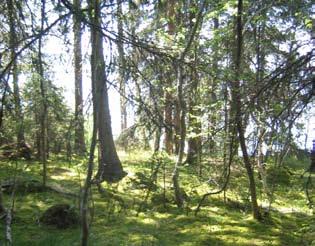 Blomsterprakten i Storsjöområdet står i skarp kontrast till tallskogarna i södra och östra Jämtland. Här råder magra och torra förhållanden med få örter.