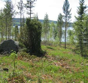 storsjölandskapet - natur kring strand Tallskog Tallskog finns ofta där torra markförhållanden råder. Ofta är denna skogstyp artfattig och växer där jormånen är mager.