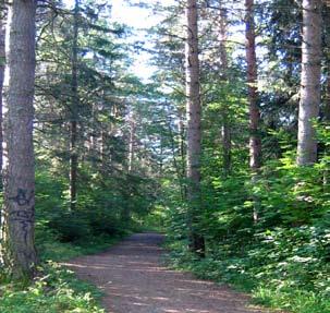 Näringsrik jord gynnar förekomsten av lövträd. I Storsjöbygden är vanligt förekommande lövträd i blandskog björk, rönn, asp, och hägg.