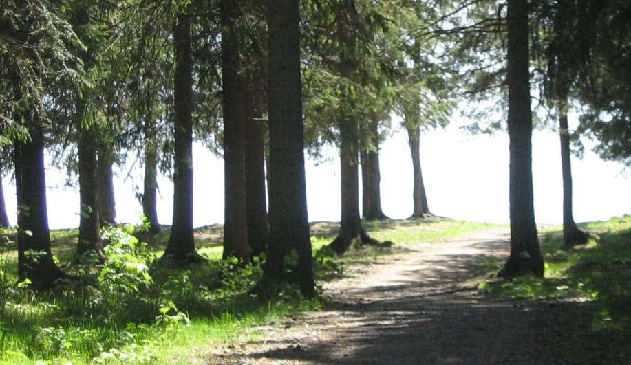 strandområden - frösön Gran och Tall är de dominerande arterna här med underståndare av rönn. I fältskiktet finns mossa som bildar frodiga gröna mattor.