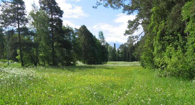 strandområden - lugnvik Natur Området domineras av en stor ängsyta som avgränsas med barrvegetation mot sjön. Skogspartiet här är vackert med en stor åldersvariation i beståndet.