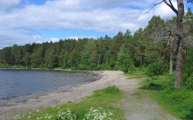 strandområden - lugnvik Tillgänglighet Stigar finns i den trädbevuxna delen av området. Dessa är dock igenvuxna och skulle behöva breddas för bättre framkomlighet.