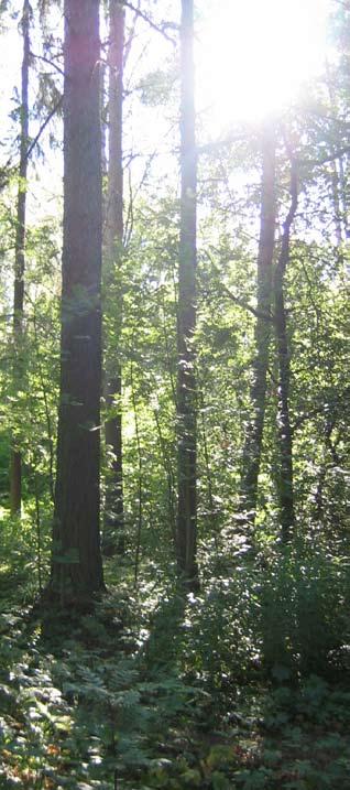 strandområden - odensala 25. söderskogen Vegetationstyp Lövvegetation med inslag av barrträd Markanvändning idag Fritidsområde med sport- och badmöjligheter.