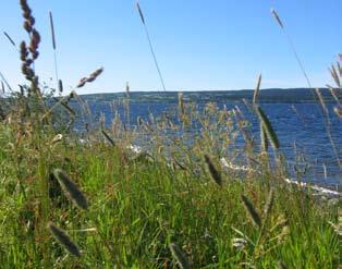 strandområden - odensala 26. strandängen Vegetationstyp Ängsmark med buskinslag Markanvändning idag Fritidsområde med sport- och badmöjligheter.