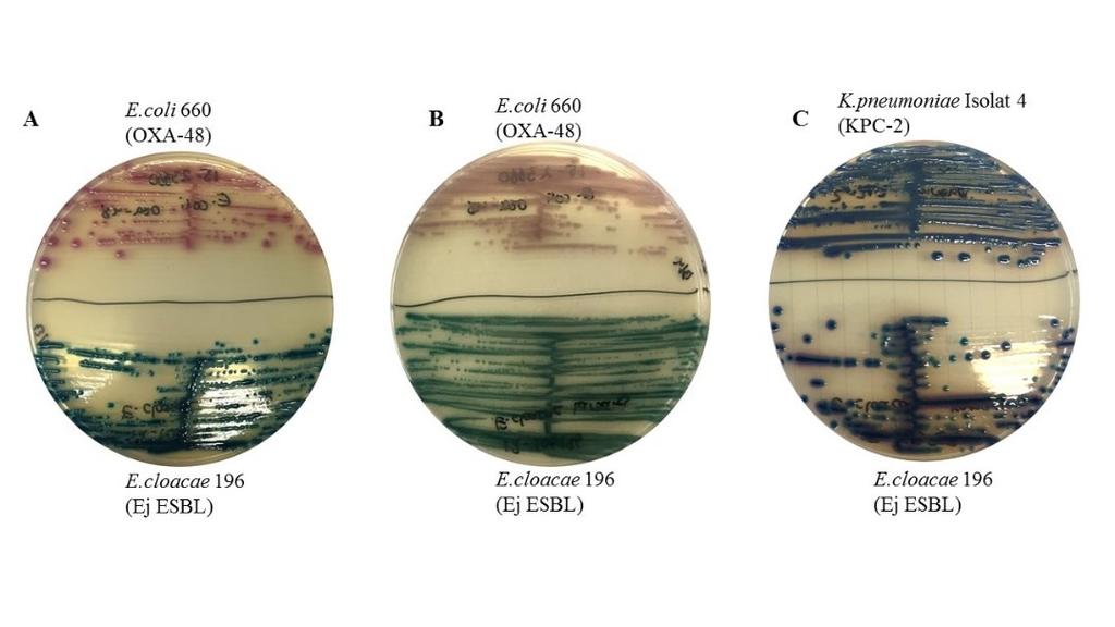 Figur 4. Utvalda stammar bärande på karbapenemresistens utodlade på CHROMagar C3G R (A), Chromatic ESBL+AmpC (B) och CHROMagar msupercarba (C).