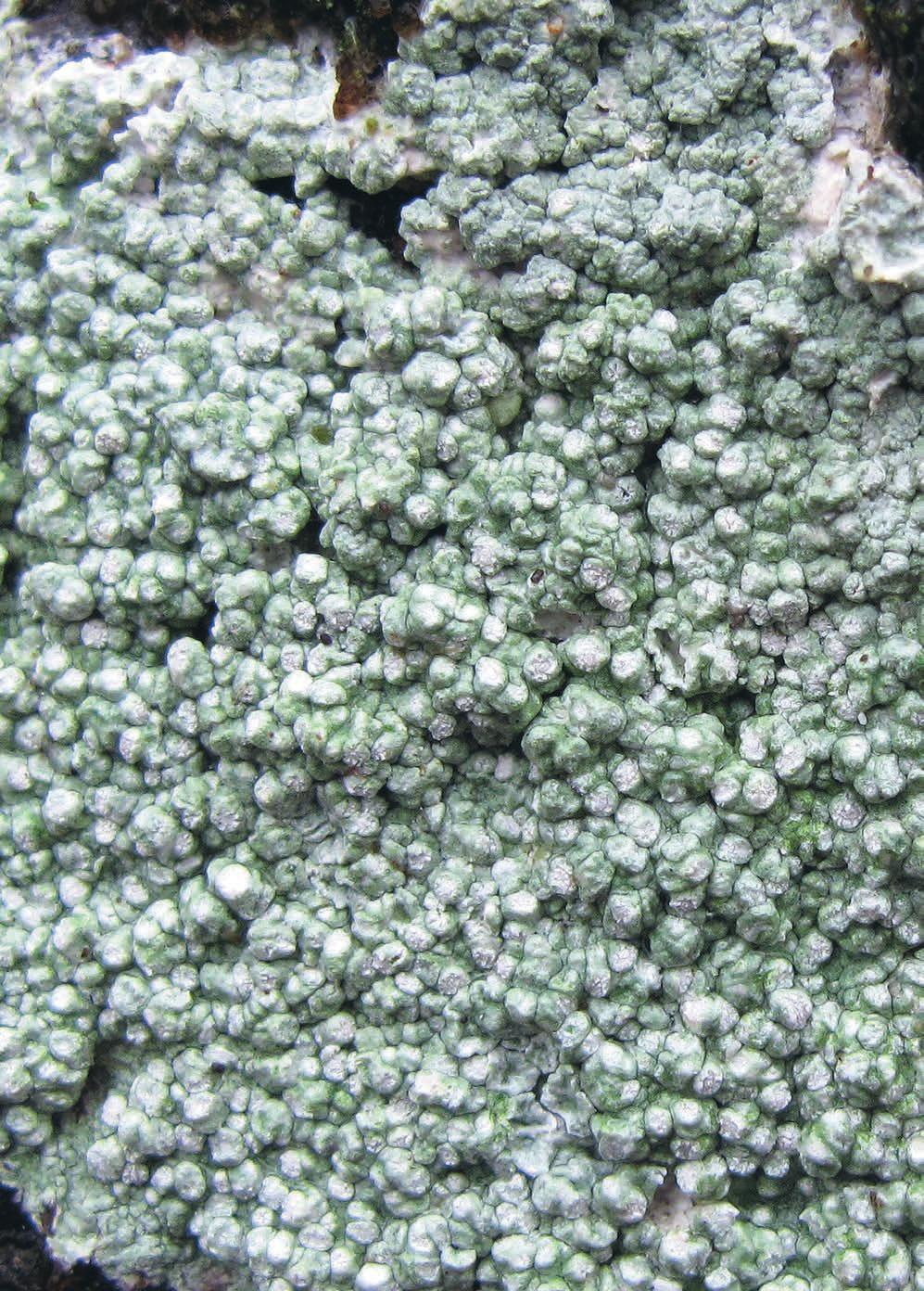 Svensk Botanisk Tidskrift 104(2): 65 128 ISSN 0039-646X, Uppsala 2010 INNEHÅLL 65 Styrelsen har ordet: Det ska böjas i tid 66 Widgren, Å: Storigelknopp och dess fyra underarter i Sverige