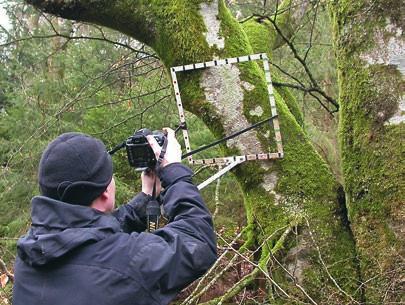 Surveying Pertusaria velata sometimes required creative solutions to find the way up the beech tree.