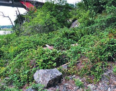 MATTSSON & OREDSSON Andelen återfynd Av 48 specificerade lokaler för olika krypbörnbär i Ahlfvengrens Hallands växter från 1924 finns arten (eller en trolig förväxlingsart) kvar på 32 (67 %) av dem,
