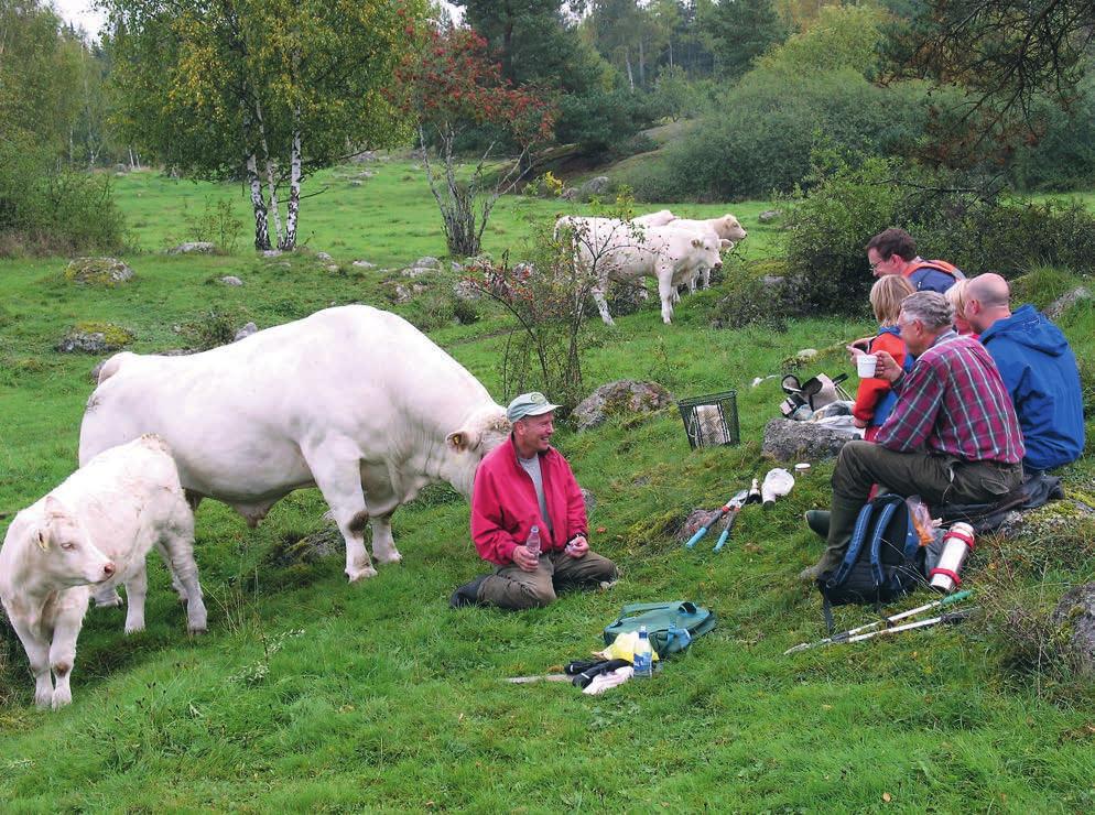 RESTAURERING Figur 4. Fikapaus i Gredelby hagar med betesdjur av rasen Charolais. Tjuren Viking hälsar på Tord Eriksson, en Eldsjäl som gärna kryper på knä över flera hektar för att knipsa slån.