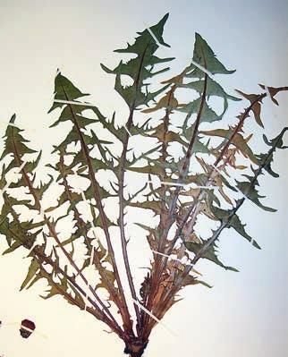 är bara 46 belägg registrerade i Riksmuseets databas att jämföra med 176 ark efter 1950. I Artportalen (29.1.2010) finns 414 registrerade fynd, alla från 1980 och framåt.