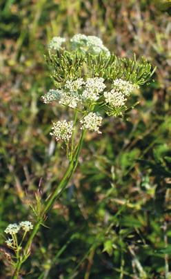FÖRENINGSNYTT FÖRENINGSNYTT FÖRENINGSNYTT FLORAVÄKTARNA Följ med till Dalsland och Norrbotten i sommar! Aktuella uppgifter saknas för några av våra hotade arter.