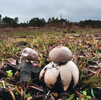 FÖRENINGSNYTT FÖRENINGSNYTT FÖRENINGSNYTT FÖRENINGSNYTT Temaexkursion jordstjärnor på Öland Helgen 22 24 oktober har du chans att fördjupa dig i jordstjärnor på Öland.