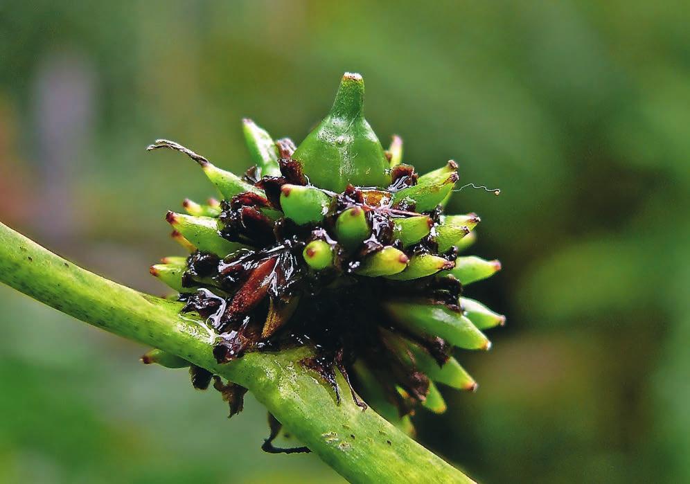 WIDGREN Figur 3. Klotigelknopp från Brömsebro, Söderåkra, Småland. Observera den svaga fruktsättningen och den klotrunda frukten. Foto: Le Carlsson. Sparganium erectum ssp. oocarpum.