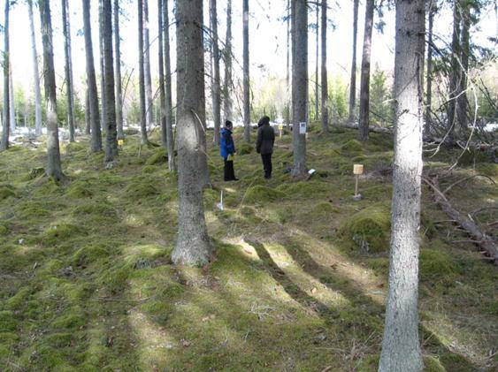 Kvisterhult (U 04): Yta med 90-årig granskog med inslag av tall och med ståndortsindex G28 på finkornig