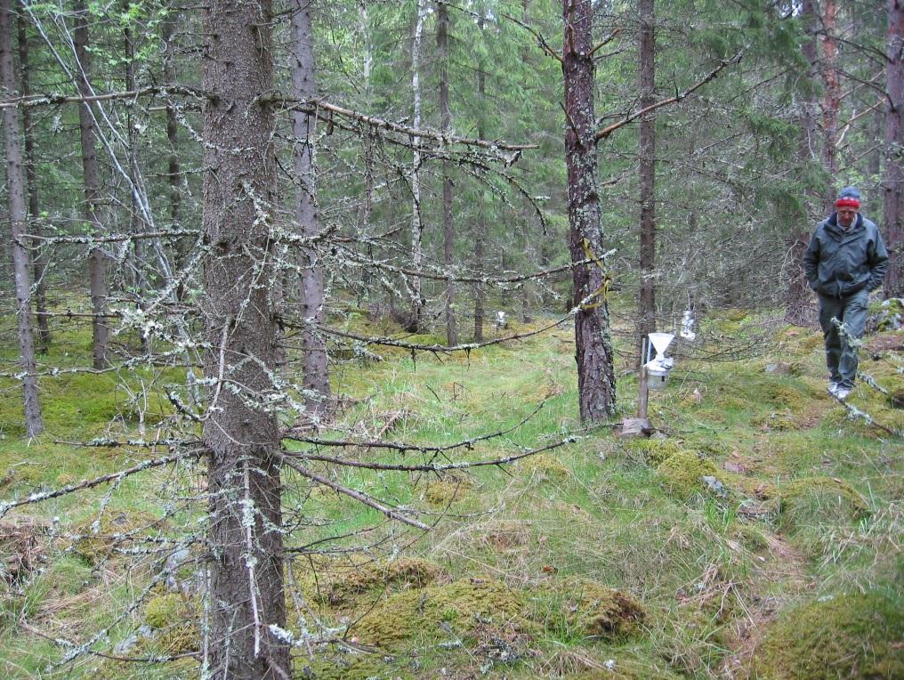 Hyttskogen (U 06): 54-årig granskog med visst inslag av tall och björk strax nordväst om Sala. Ståndortsindex är G22.