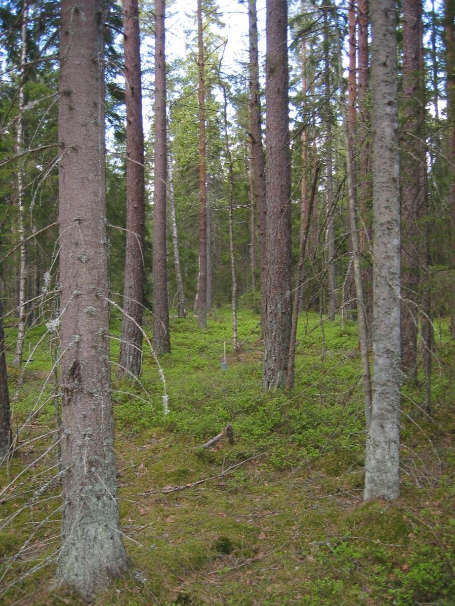 Mortorpsmossen (U 07): Skogen i ytan består av 70-årig blandskog, där beståndet är grandominerat, men själva provytan domineras av tall (60 % tall och 40 % gran).