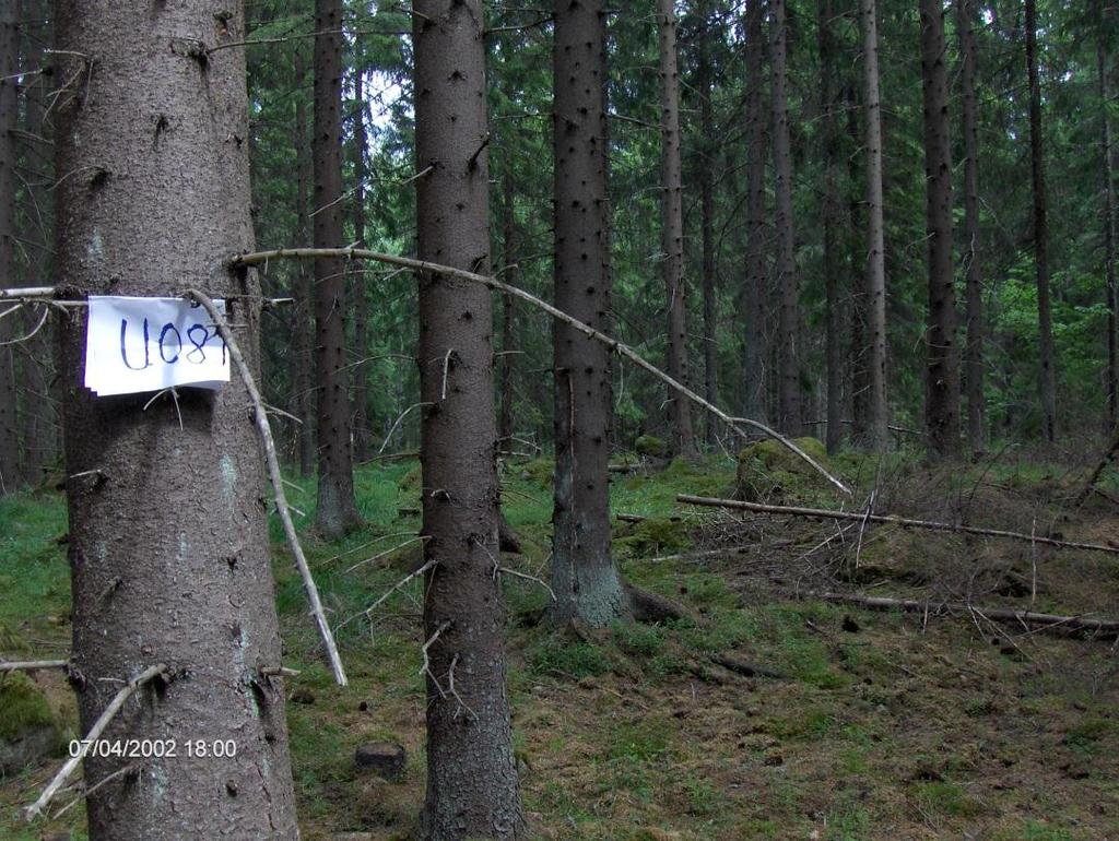 Skästa (U 08): 67-årig granskog där mätningar av deposition i krondropp och markvatten etablerades 2004.