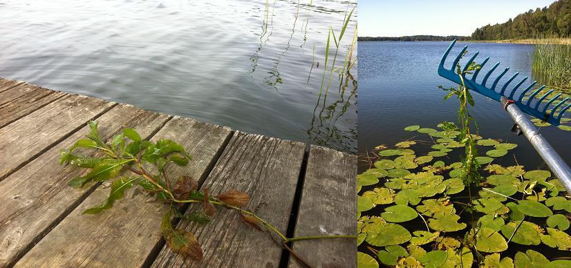 Områden som inte karterats (se avsnittet Metoder) visas med mörkgröna fält (mindre delområden vid stränderna i några vikar).