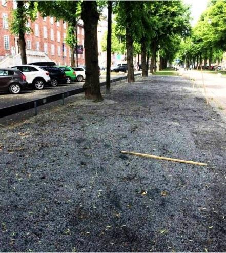 grusåsar, torv från torvmossar och lera). 5 träd som tidigare tagits ned ersattes med lind (Tilia x vulgaris Pallida ).
