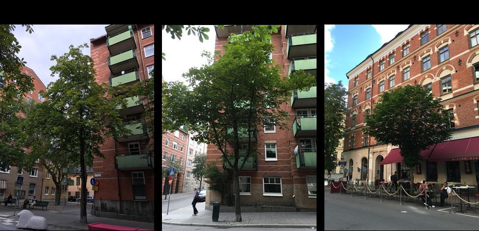 9.5 Studie av trädtillväxt på Swedenborgsgatan Introduktion Swedenborgsgatan är en innerstadsgata i på Söder i Stockholm (N 59 19' Ö 18 4'). Gatan är kantad av caféer, restauranger och små butiker.