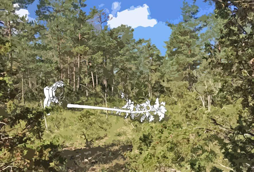 Åtgärd 1: Luckhuggning Målet är att skapa en ljusöppen och mosaikartad skog där det finns gott om små och stora gläntor.