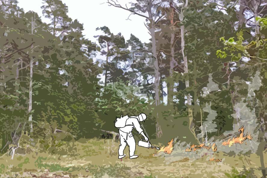 Åtgärd 3: Naturvårdsbränning Målet är att genom bränning skapa en ljusöppen och mosaikartad skog med substrat som är viktig för många arter men som idag är sällsynt förekommande.