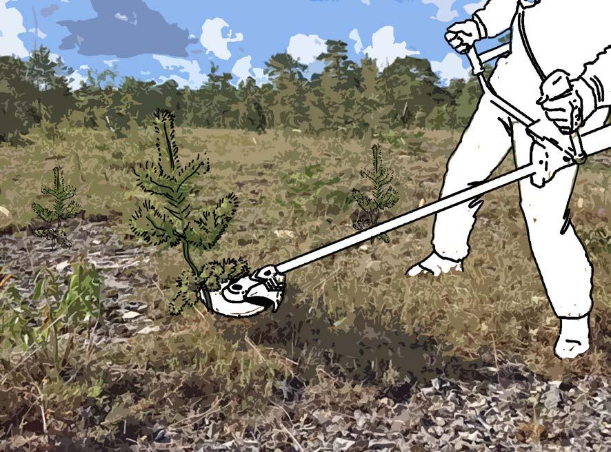 Åtgärd 6: Röjning av igenväxningsvegetation Målet är att bromsa igenväxning så att alvarmarker behålls öppna. Åtgärden innebär att unga trädplantor och buskar av igenväxningskaraktär röjs bort.