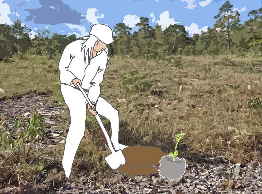 Åtgärd 8: Sådd och plantering av alvarvegetation Målet är att öka blomrikedomen och underlätta etablering av alvarvegetation på tidigare störd mark.