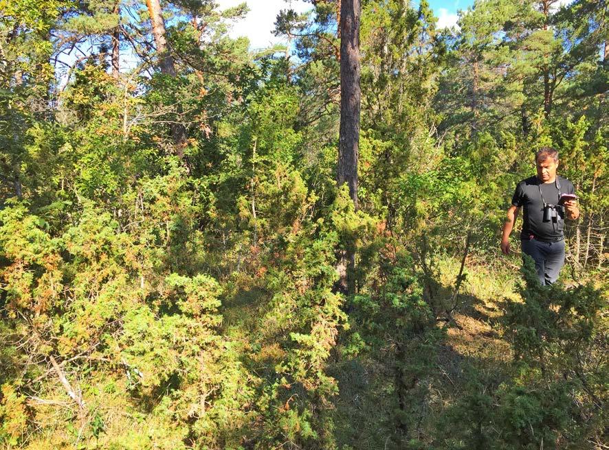 1 15 Delar av skogen i File hajdar NV är tät med