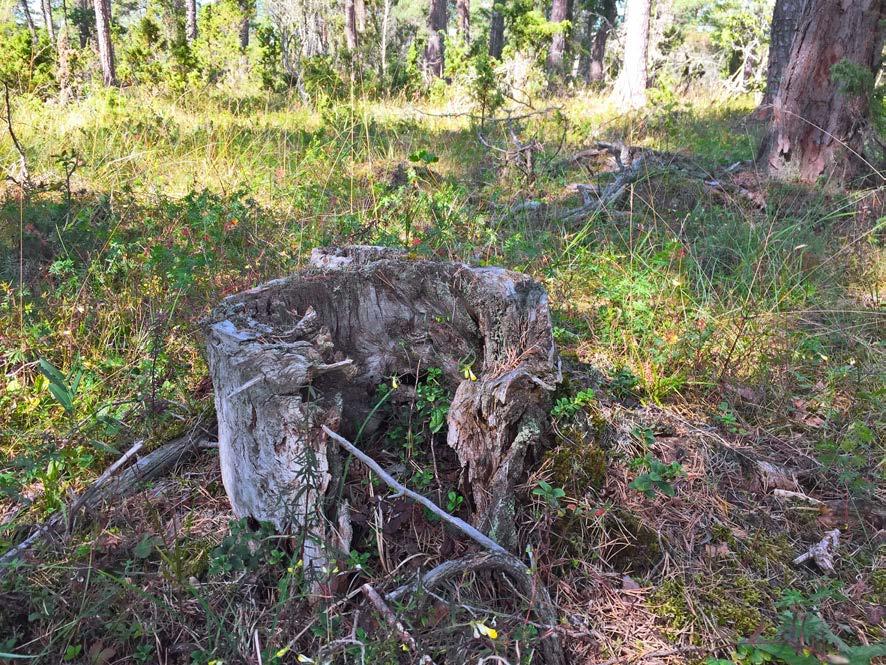 1Filehajdar Natura 2000-område Områdesbeskrivning Natura 2000-området File hajdar ligger västsydväst om påverkansområdet (se karta i figur 14), med centrumpunkten ca 1,5 km från detta.