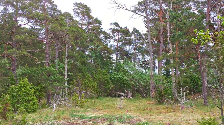 19 Igenväxningsvegetation av