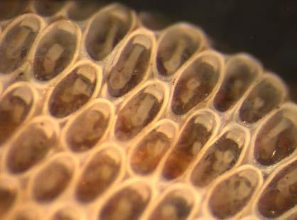 Tångbark (Electra crustulenta) är ett mossdjur som bildar kolonier på hårda ytor på havsbotten.