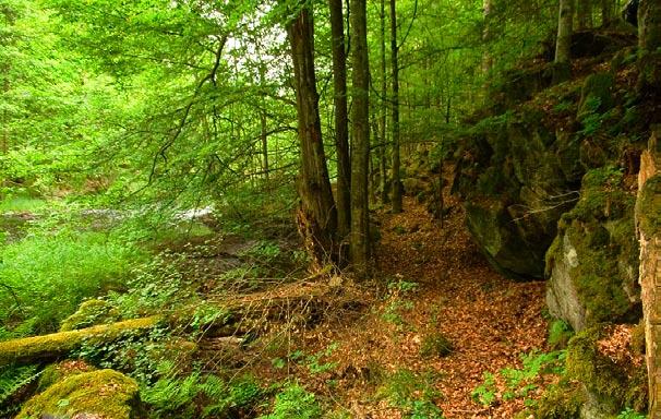 Stopp 5 - Bergsbrant vid ån En bit norr om man passerat förbi den lilla bryggan