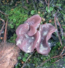 Även stybbskålen (Geopyxis carbonaria) visade sig, dock inte i så stora mängder som under 2015, då den varit den talrikaste svamparten, sett till hela brandområdet.