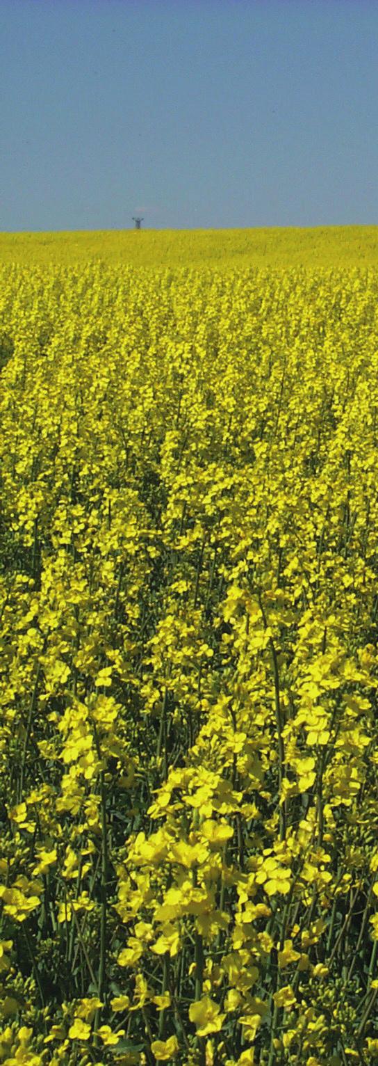 SKYDD AV NATUR- OCH KULTURVÄRDEN Naturvårdsanpassad skötsel av vägrenar, banvallar och kraftledningsgator Åtgärden beaktas i den kommande naturvårdsstrategin, i kommande detaljplaner samt vid bygglov.