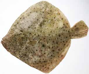 pis 158,33/kg d e m l u j e d o