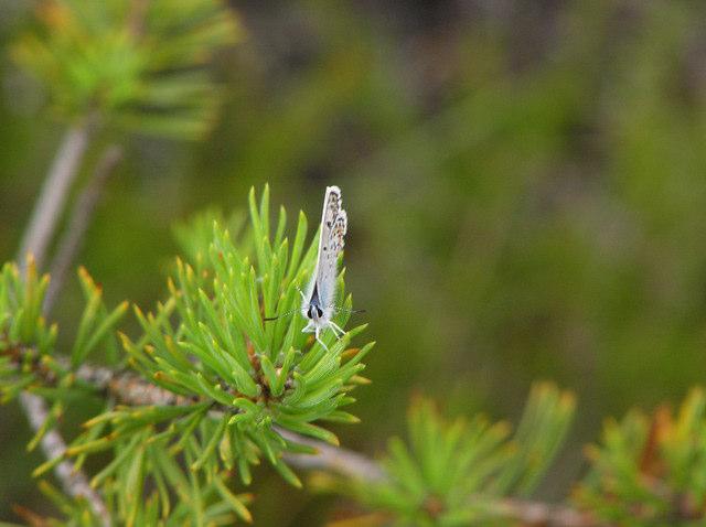 Medlemsblad för Hallsbergs Naturskyddsförening Nr 2 2005 Vilken fjäril är