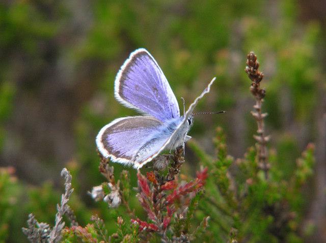 Ängspärlemorfjäril.