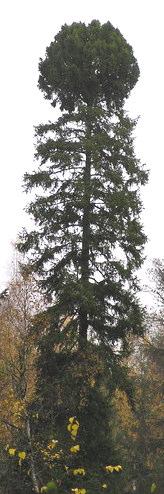 det nyligen biotopskyddade lindbeståndet och mätte omkretsen på en lind till 320 cm.