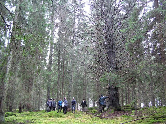 Där fick vi omkretsen till 310 cm (knappt 1 meter i diameter). Nu började kaffetarmen att göra sig gällande.